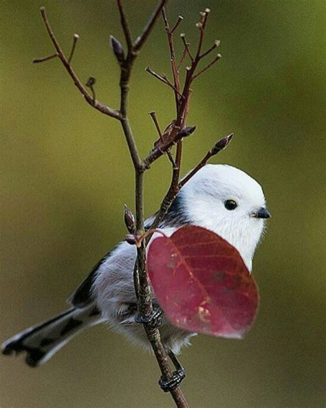 Pin By Melissa R On On Wings Beautiful Birds Birds Pet Birds