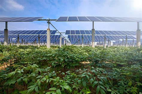 Agrivoltaics Benefits Of Solar Power And Agriculture Pvcase