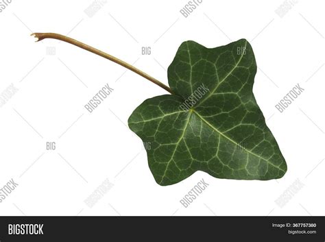 Green Ivy Leaf Image And Photo Free Trial Bigstock