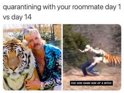 Check out our collection of carole baskin memes. Unlike Carole Baskin, these 'Tiger King' memes didn't kill ...