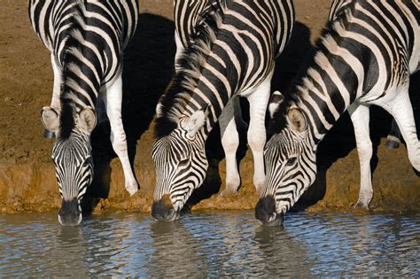 Zebras In Mkuze Game Reserve South Africa Game Reserve Zebras Africa