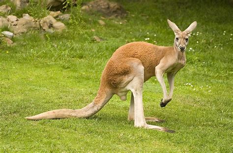How Many Species Of Kangaroos Are There Worldatlas