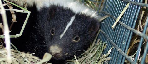 Does ammonia keep skunks away? Do mothballs or ammonia help repel skunks?