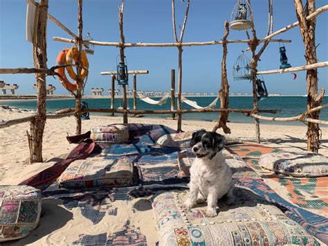Dubai is more dog-friendly than ever | Live Healthy