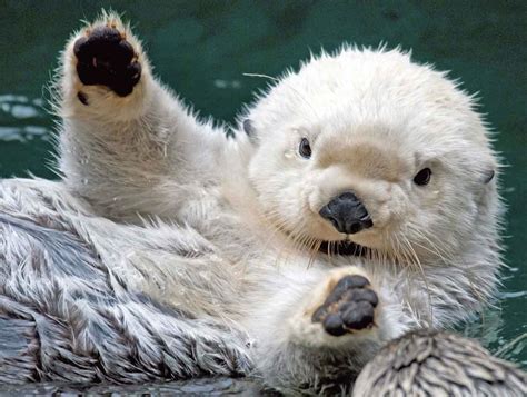 Cute Baby Sea Otter Wallpaper Free Baby Animal Download