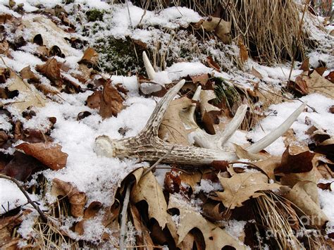 Whitetail Deer Antler Half Of 10 Photograph By Angie Rea