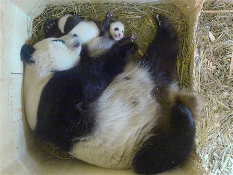 Natureza Pandas Gêmeos Têm Novas Fotos Divulgadas Por Zoológico De Viena