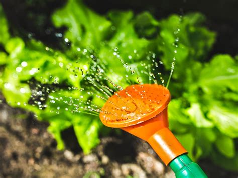 Watering Plants Key Points To Know