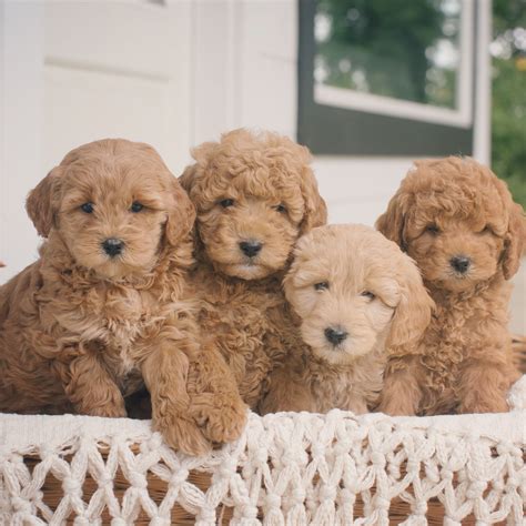 The teddy bear goldendoodle haircut timberidge goldendoodles. Teddy Bear Gokdendoodles in 2020 | Teddy bear puppies ...