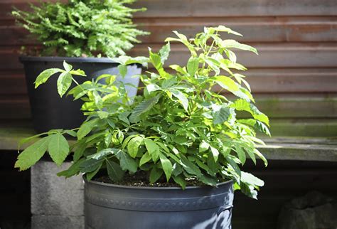 Blooms in the spring with showy stems of long the nuts are poisonous if ingested. Horse Chestnut (Aesculus hippocastanum) Bonsai Tree in ...