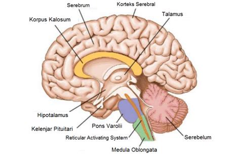 Bagian Otak Dan Fungsinya Otak Fungsinya Anatomi Ico News
