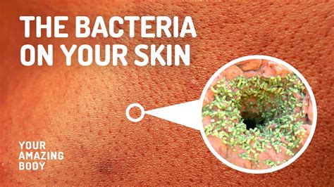 Types Of Bacteria That Live On Your Skin Youtube