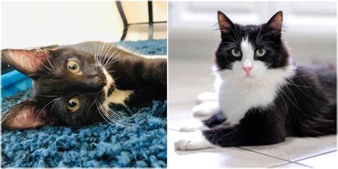 A Collection Of Fun Facts About Tuxedo Cats Cole And Marmalade