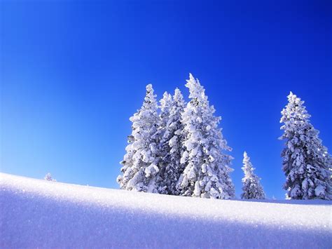 3840x2160 Resolution Snow Covered Pine Trees Hd Wallpaper Wallpaper