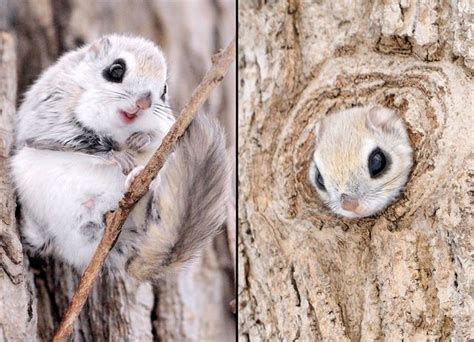 They eat seeds, fruit, tree leaves, buds and bark. Japanese dwarf flying squirrel