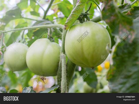 Unripe Tomatoes Ripen Image And Photo Free Trial Bigstock