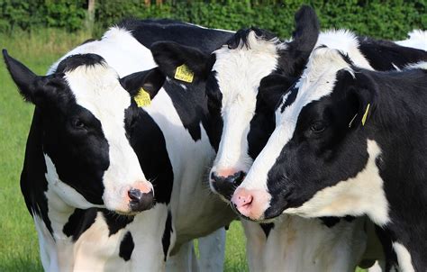 Agricultura Vacas Lecheras Ganado · Foto Gratis En Pixabay