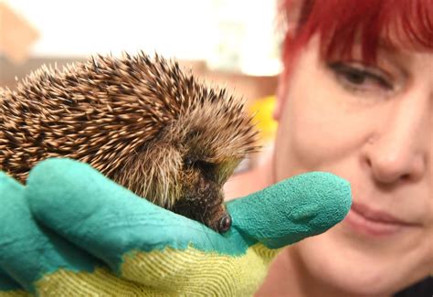 Hedgehog Awareness Week In West Norfolk