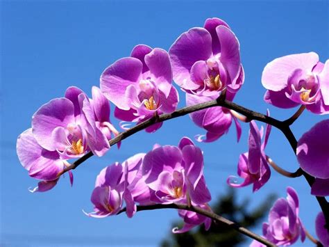 100 Hình ảnh Hoa Lan Rừng đẹp đầy Màu Sắc Và Mùi Thơm