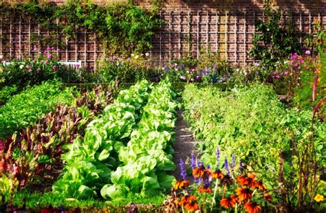 Organisation Du Potager Comment Bien Placer Vos L Gumes