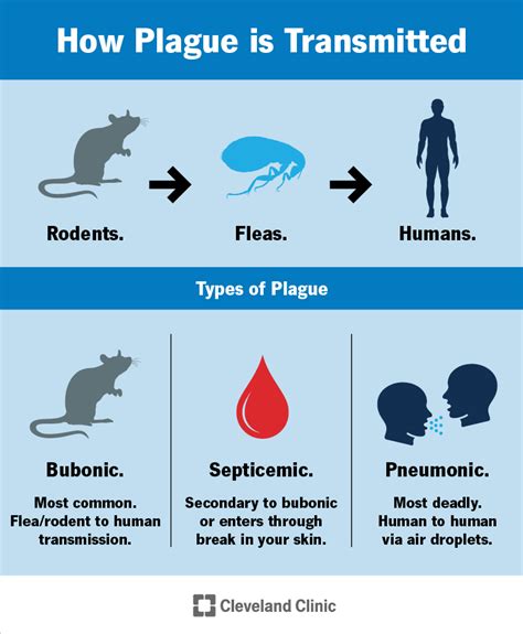 Plague Types History Causes And Prevention