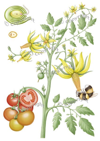 Tomato Plant Life Cycle