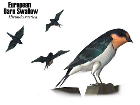 Current therapy in avian medicine and surgery. European Barn Swallow - SongbirdReMixWiki
