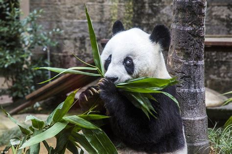 Basi The Worlds Second Oldest Panda Celebrates 140th Birthday Giant
