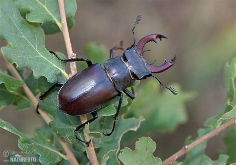 Stag Beetle Photos, Stag Beetle Images, Nature Wildlife Pictures