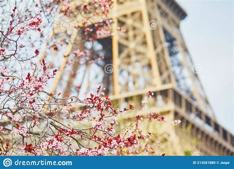 Cherry Blossom Tree In Full Bloom Near The Eiffel Tower In Paris Stock