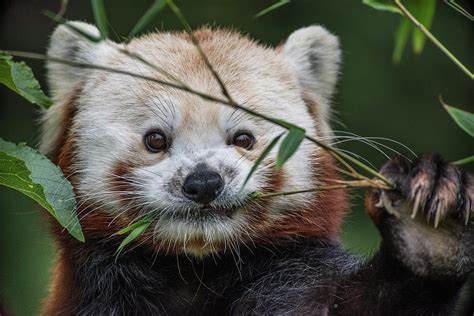 Happy Red Panda 1 Photograph By Greg Nyquist Pixels