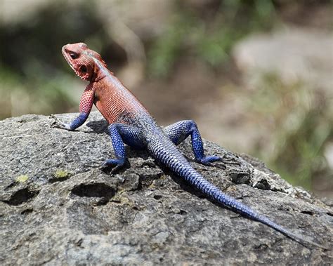 Agama Lizard 002 Agama Agama Is A Species Of Lizard From T Flickr
