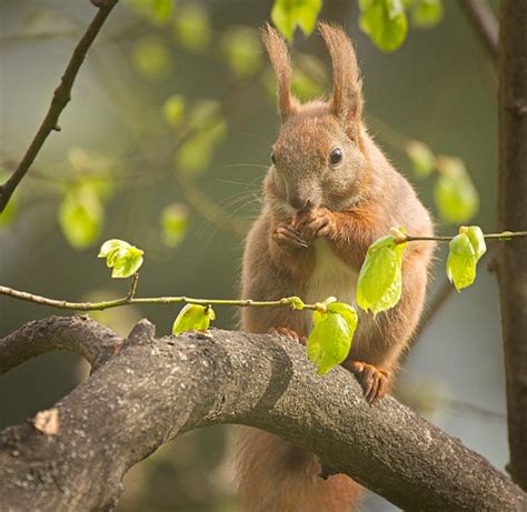 Nutty Squirrel Red Squirrel Sciurus Vulgaris Eating A Nu Flickr