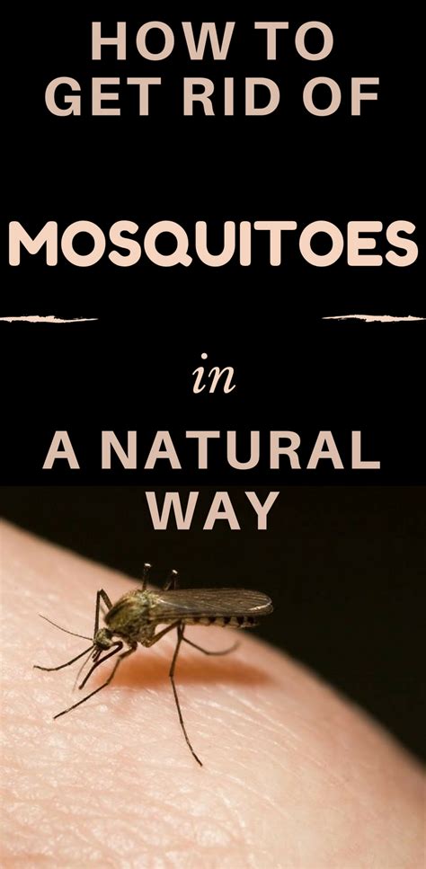 How To Get Rid Of Mosquitoes In A Natural Way