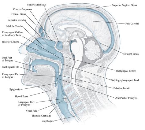 Anatomy Of Nose And Pharynx Sagittal Section Images And Photos Finder