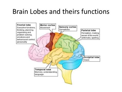 Brain Lobes