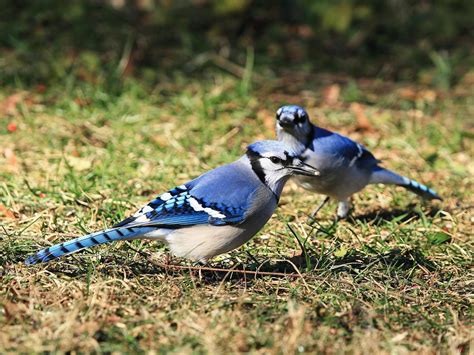 Female Blue Jays A Complete Guide Birdfact