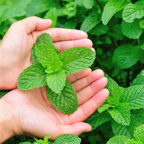 The Best Types Of Mint Plants To Grow Montana Happy