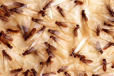 Everything You Need To Know About Termites Part 1 Insight Pest