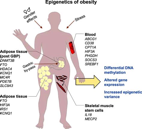 obesity is associated with differential dna methylation and increased download scientific