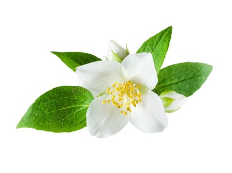 Jasmine Flower Isolated On White Background With Clipping Path Stock