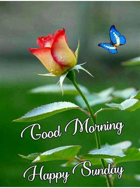 Check spelling or type a new query. 829+ {Sunday} Good Morning Images Quotes Pics Wishes in Hindi