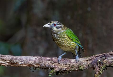 Spotted Catbird - Feathers and Photos - Australia's bird photography forum