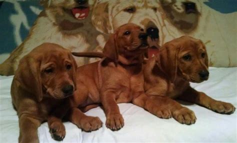 Looking for a fox red labrador retriever puppy for sale? AKC fox red Labrador puppies 10 weeks old for Sale in San ...