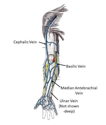 Which Of The Following Is Not A Vein Of The Upper Limb A Cephalic
