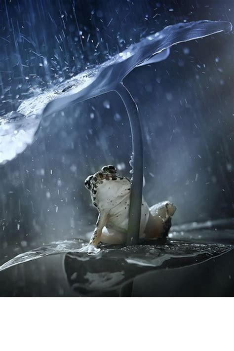40 Excellent Pictures Of Animals In Rain Animals Beautiful Animals
