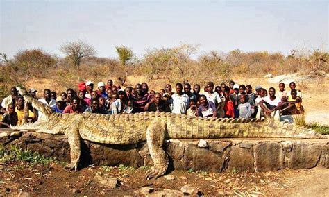 One Of The Largest Crocodiles Ever Caught In The Niger River R