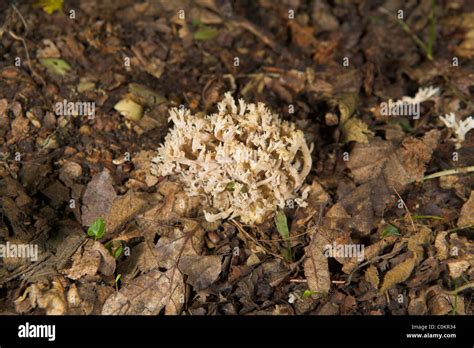 Grey Coral Fungus Clavulina Cristata Cluster On Woodland Floor At