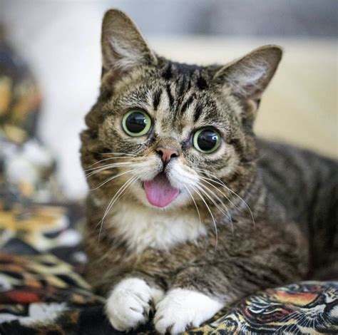 Animais Com Síndrome De Down