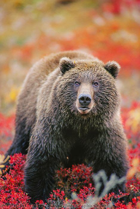 Female Grizzly Bear Stands In Autumn Blueberry Patch In Denali National